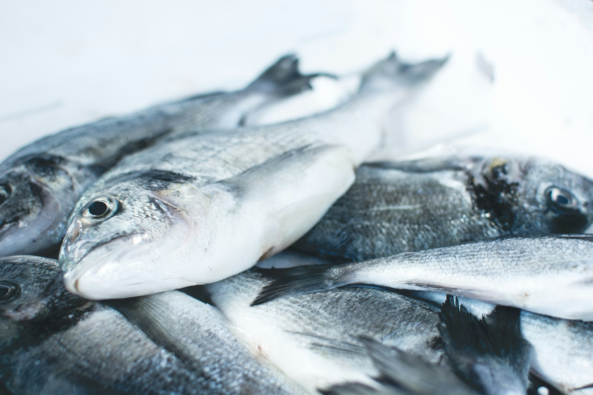 Vitsab launches seafood temperature monitoring label